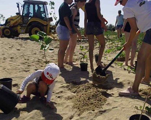 Isabela Dunes Restoration