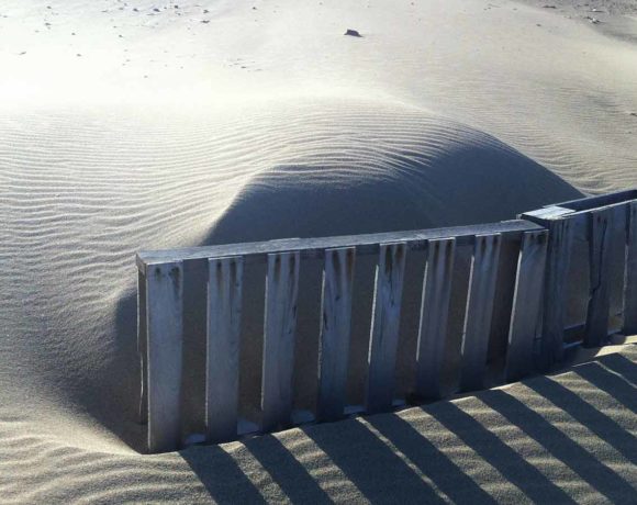 Isabela Dunes Restoration