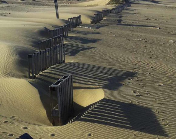 Isabela Dunes Restoration