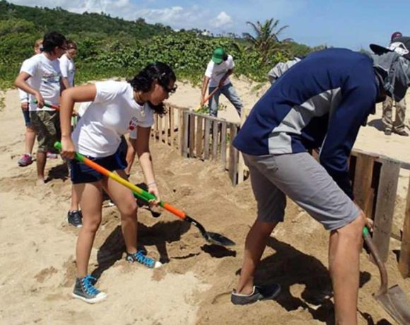 Isabela Dunes Restoration