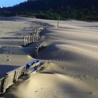 Isabela Dunes Restoration