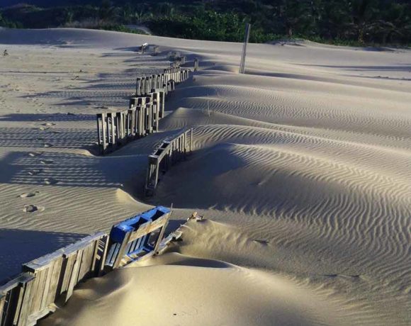 Isabela Dunes Restoration