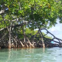 Wetlands in Puerto Rico